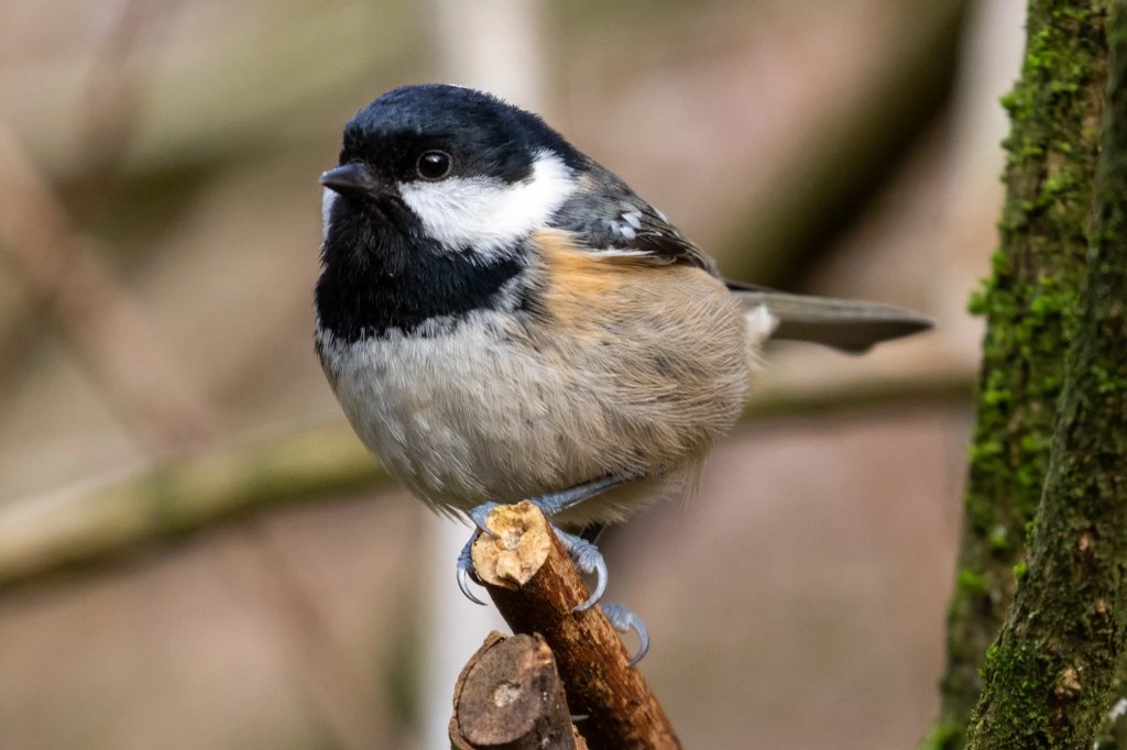 Coal tit perched on a branch during a walk around Gartmorn Dam.