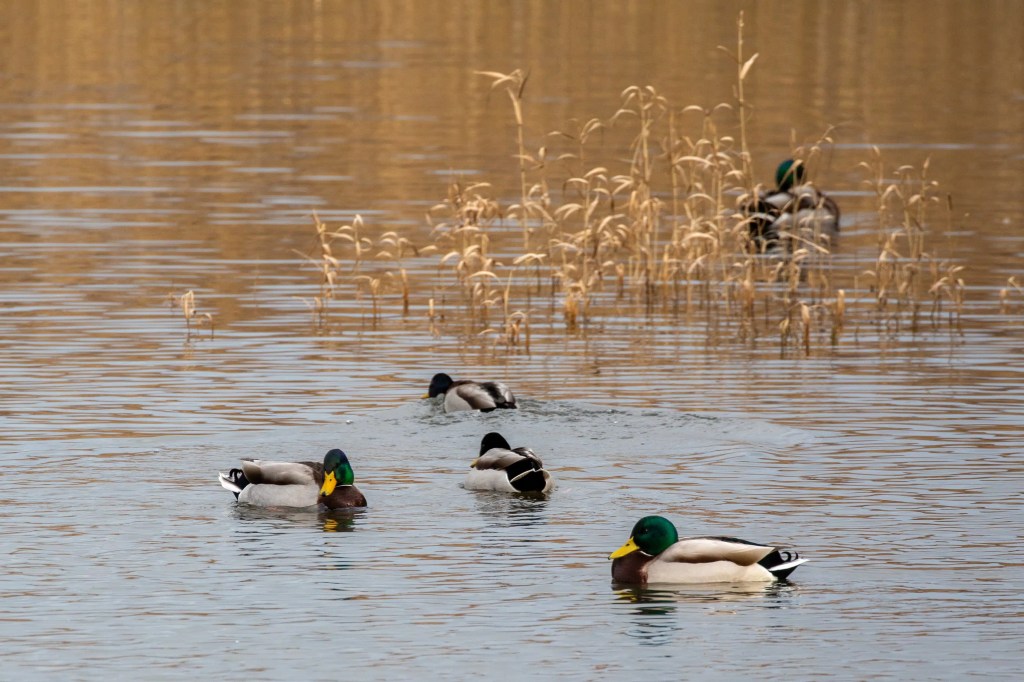 Mallard ducks swimming on Gartmorn Dam, Scotland, with reeds in the background.