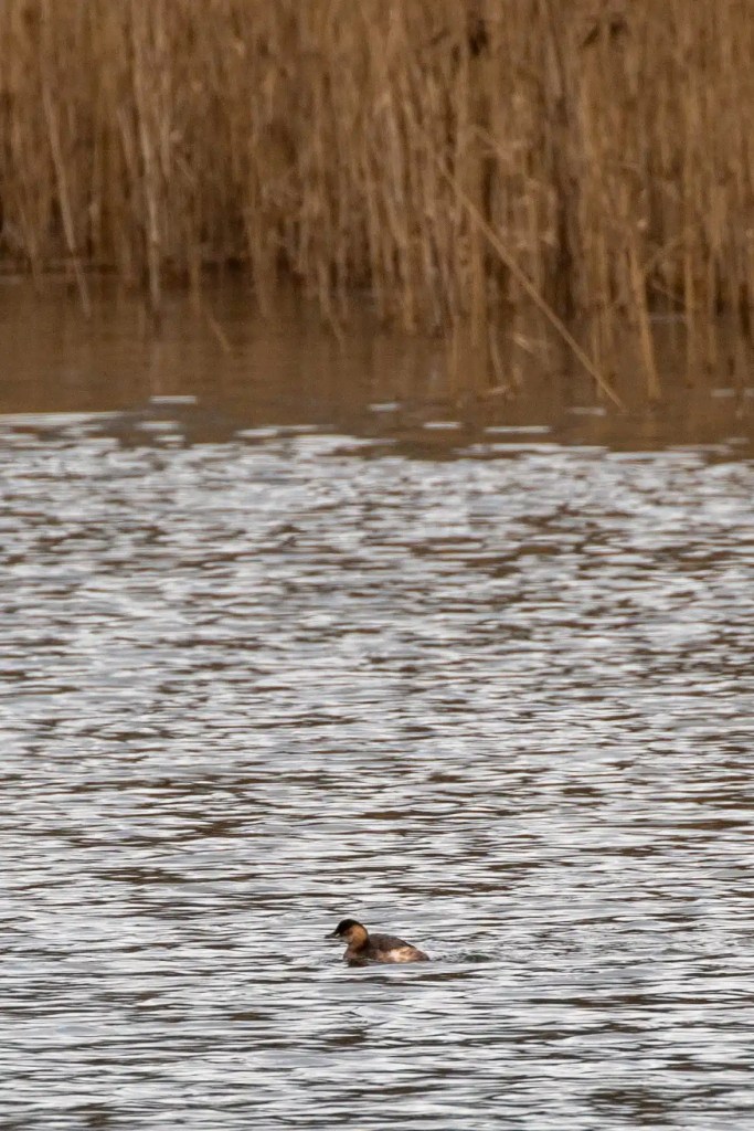Little Grebe swimming in Gartmorn Dam, with reeds in the background.