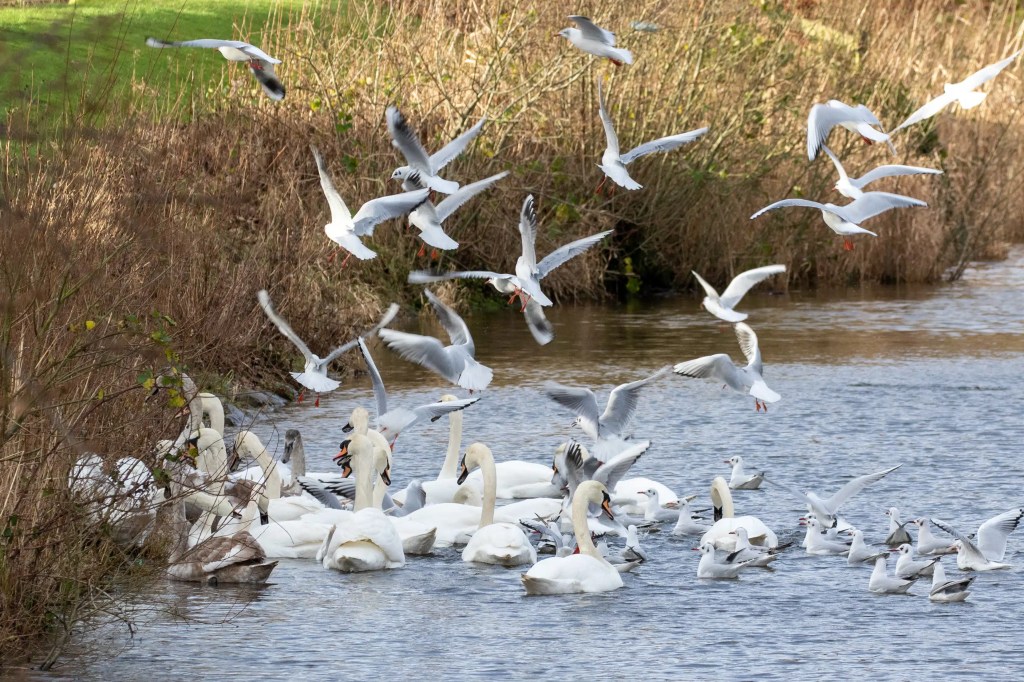 Swans and seagulls gather on Gartmorn Dam, some flying, some swimming.