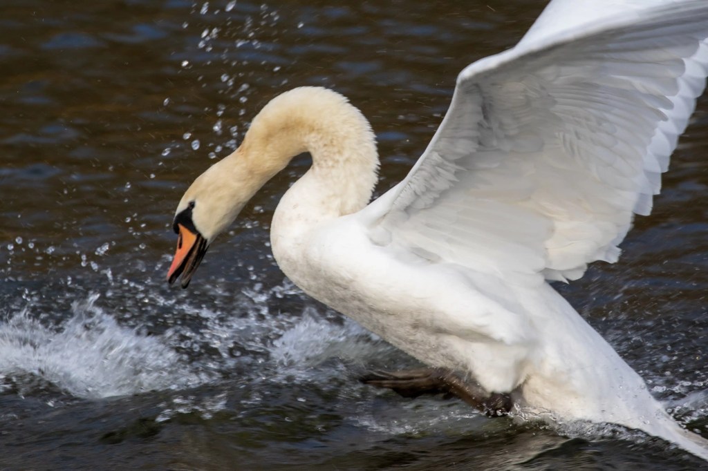 Swan taking flight at Gartmorn Dam, wings spread, water splashing.