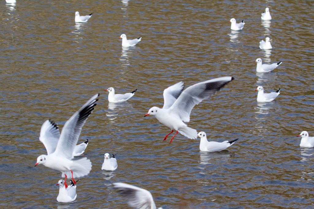Black-headed gulls on Gartmorn Dam, some taking flight.