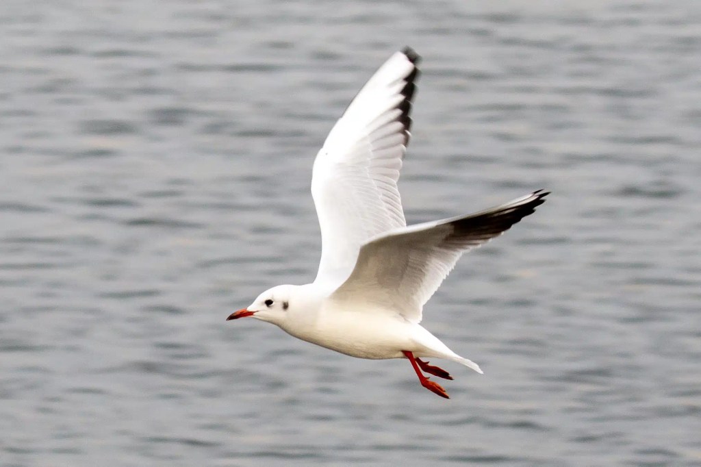 Seagull in flight over Gartmorn Dam, showing white feathers and red beak.