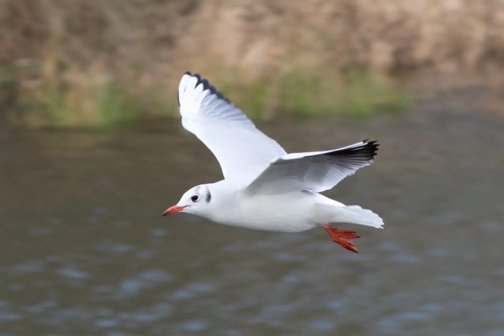 Black-headed gull in flight over water at Gartmorn Dam.