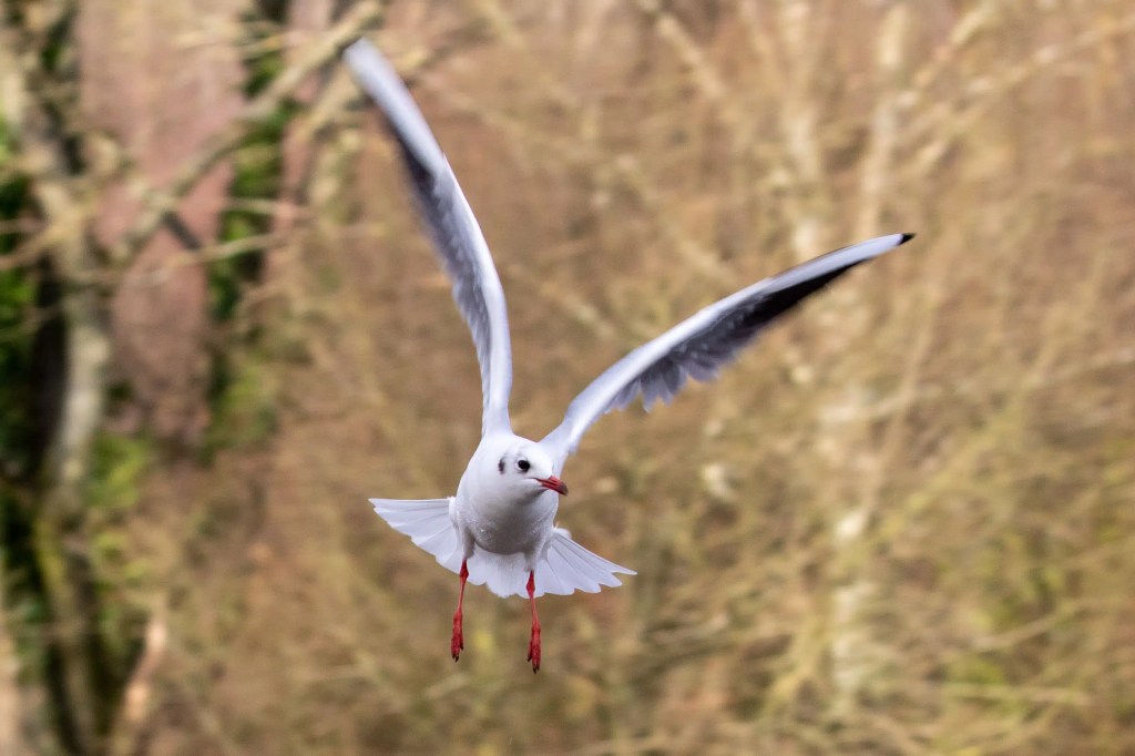 Black-headed gull in flight at Gartmorn Dam, wings spread, red legs visible.