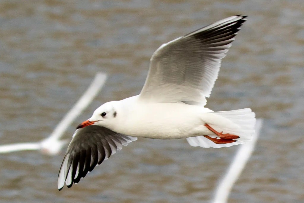 Black-headed gull in flight at Gartmorn Dam, wings spread