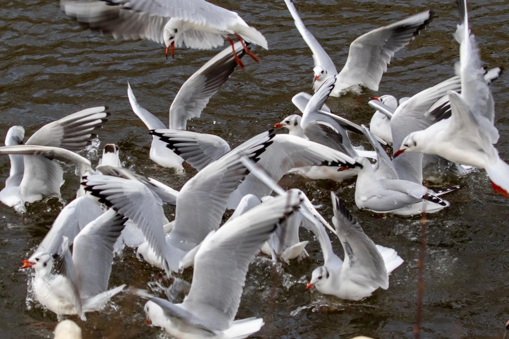 Gartmorn Dam: Flock of seagulls fighting over food in the water.