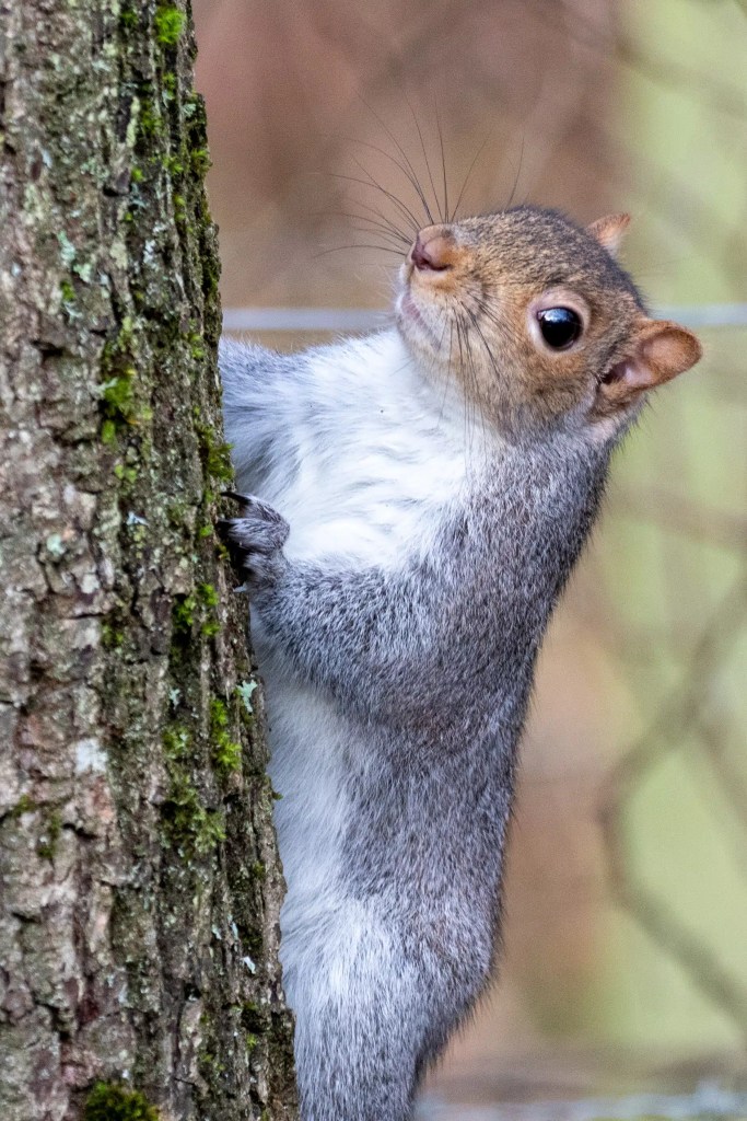 Grey squirrel clinging to a tree trunk, looking up. Gartmorn Dam wildlife.