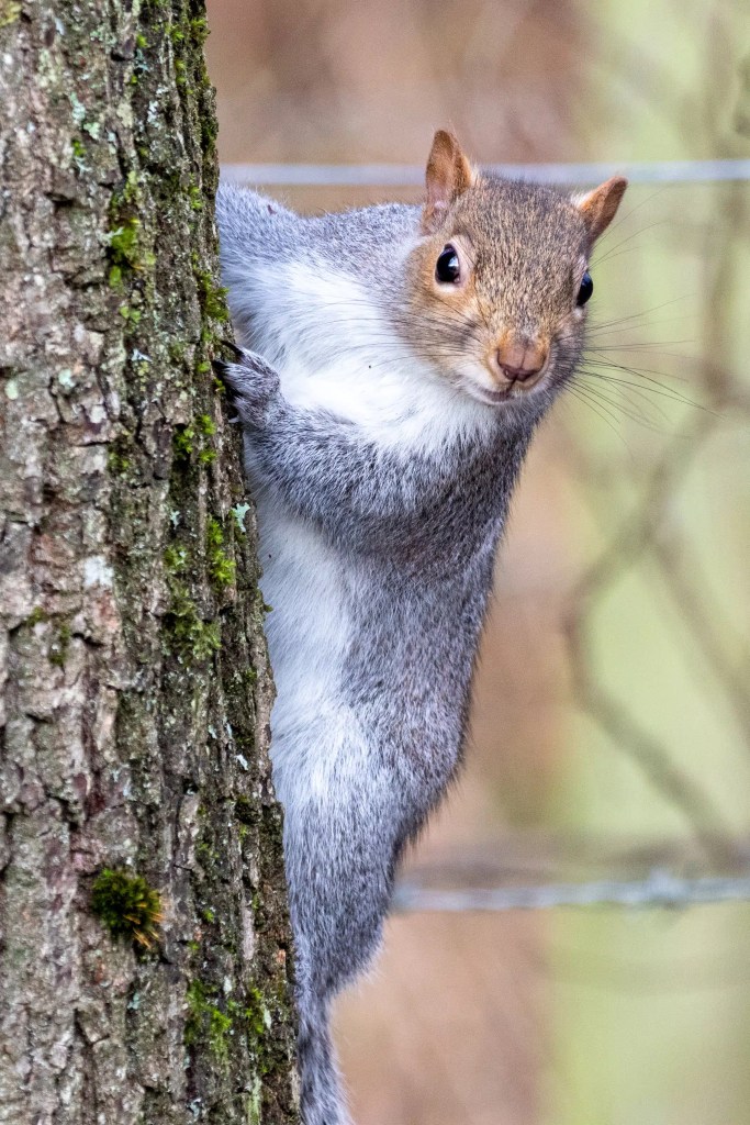 Squirrel clinging to a tree trunk, looking at the camera. Gartmorn Dam wildlife.