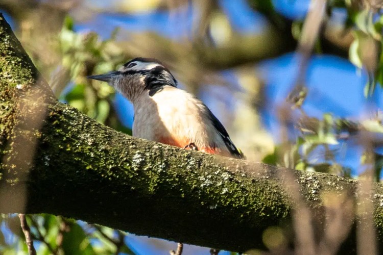 Great Spotted Woodpecker on a mossy branch in Menstrie Woods.