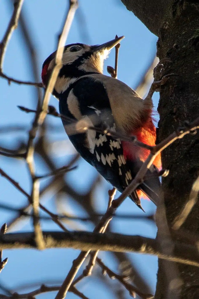 Great Spotted Woodpecker in Menstrie Woods, with red vent and black and white markings.