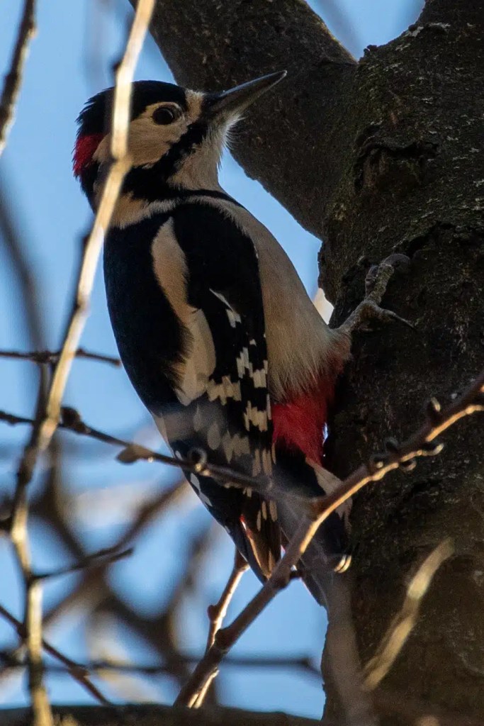 Great Spotted Woodpecker on a tree in Menstrie Woods, January.