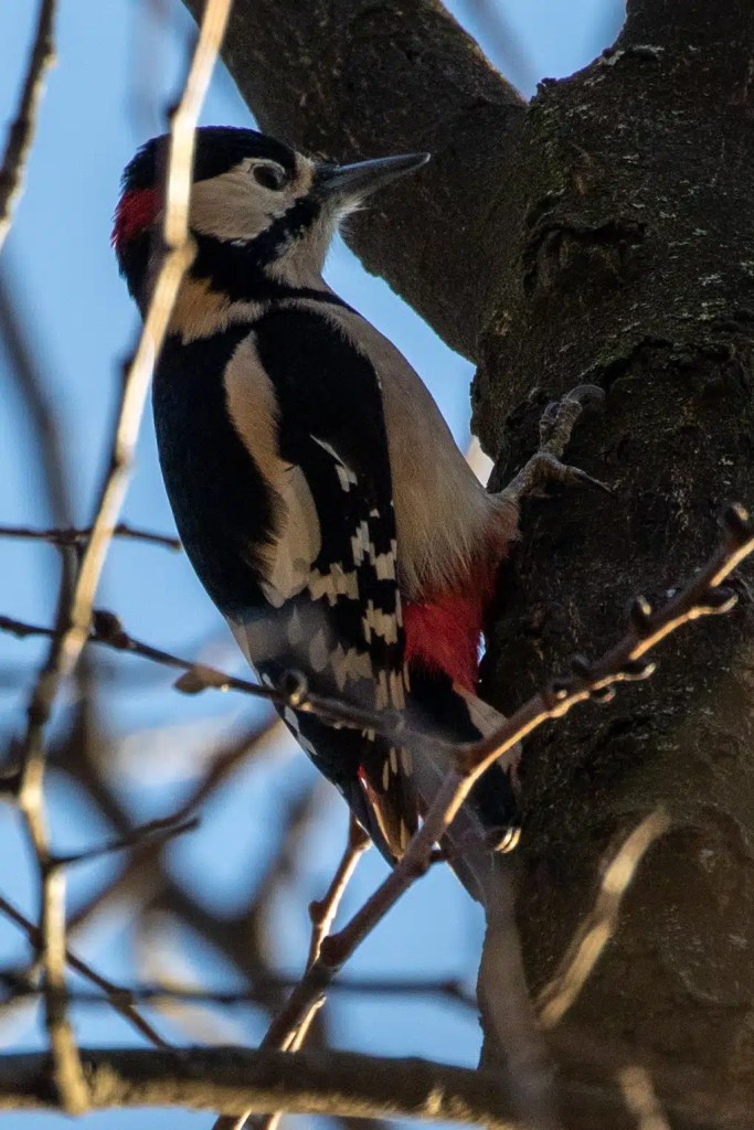 Great spotted woodpecker clinging to a tree in Menstrie Woods with red nape and undertail.