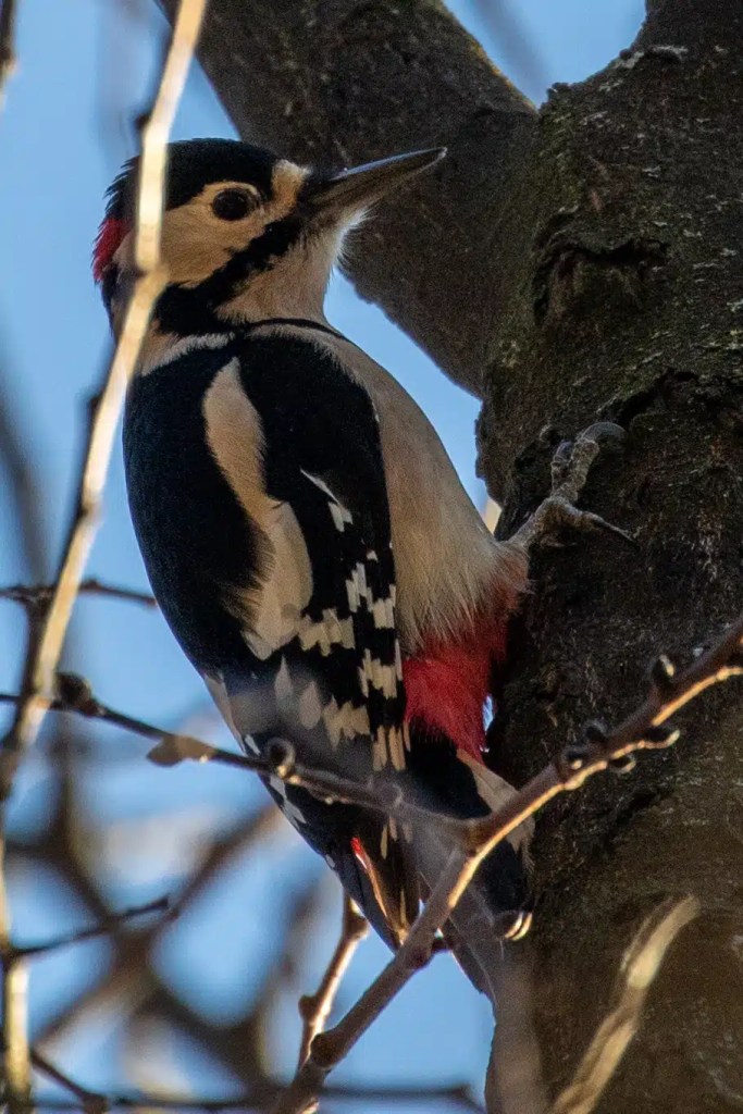 Great spotted woodpecker in Menstrie Woods, clinging to a tree trunk. Red feathers visible.