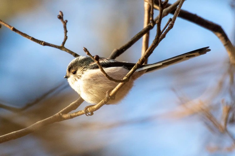 Long-tailed tit perched on a branch in Menstrie Woods.