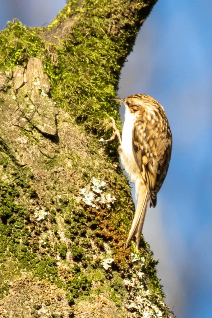 Treecreeper bird clinging to mossy tree trunk in Menstrie Woods.