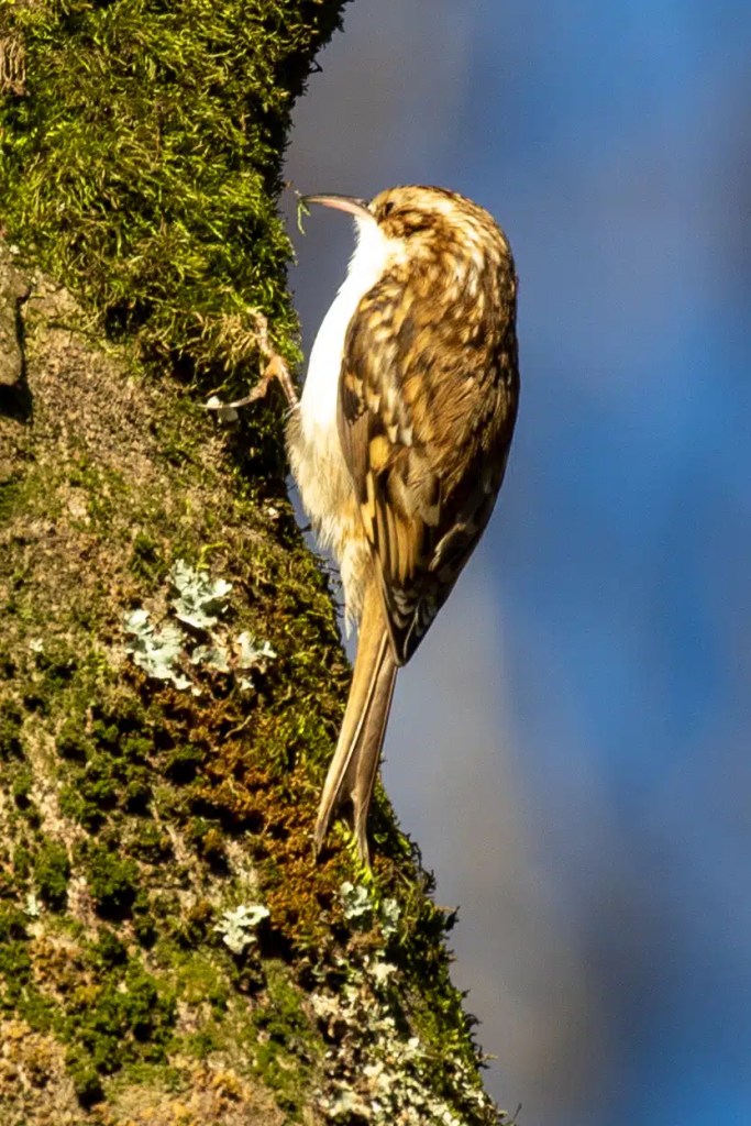 Treecreeper on mossy tree trunk in Menstrie Woods. Brown and white bird with curved beak.