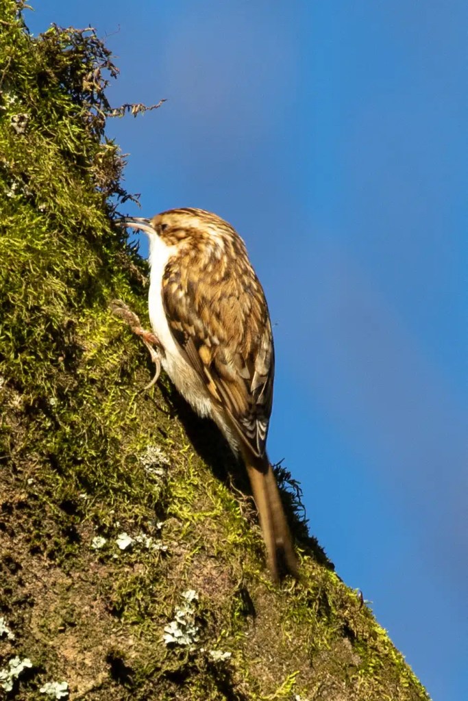 Treecreeper bird clinging to a moss-covered tree trunk in Menstrie Woods.