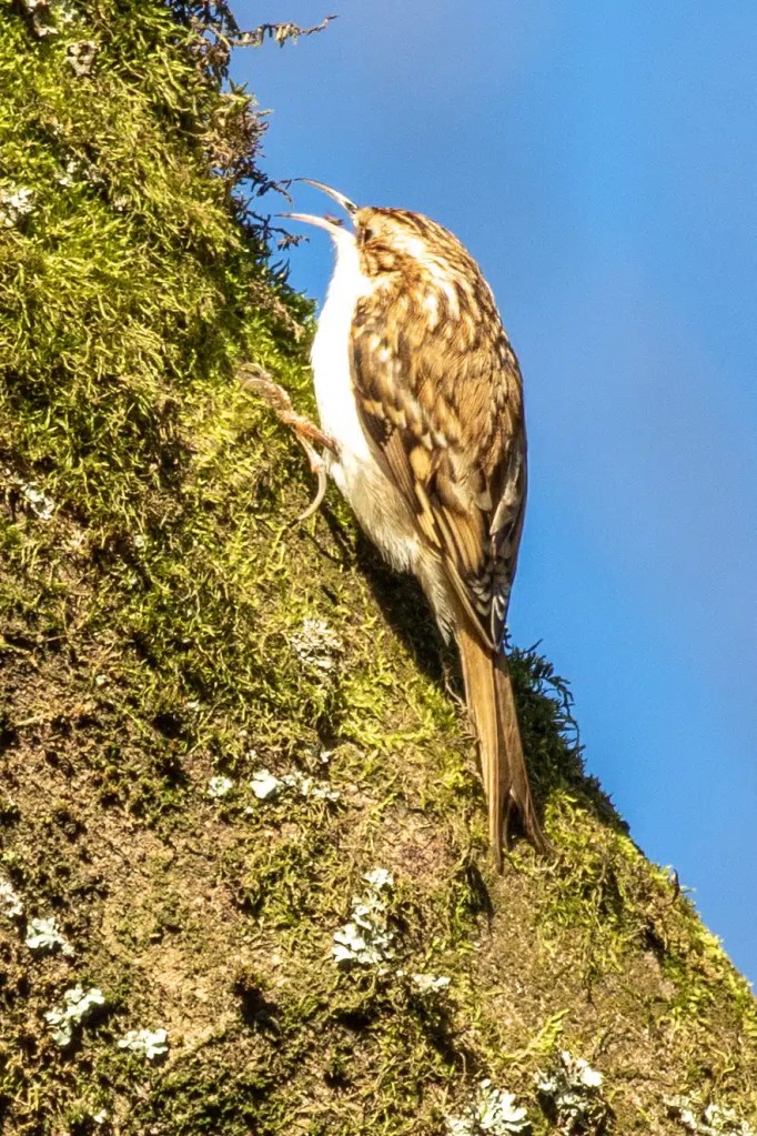 Treecreeper bird clinging to mossy tree in Menstrie Woods, its beak open.