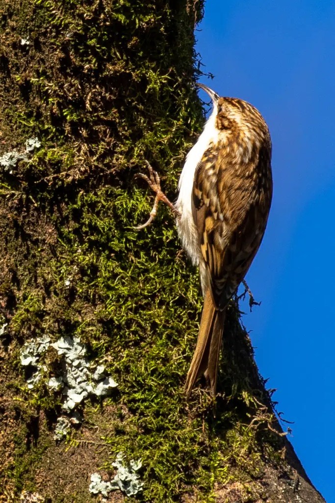 Treecreeper bird clinging to a mossy tree trunk in Menstrie Woods, foraging for insects.