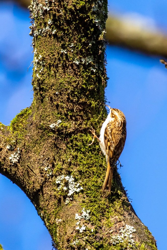 Treecreeper bird on mossy tree in Menstrie Woods.