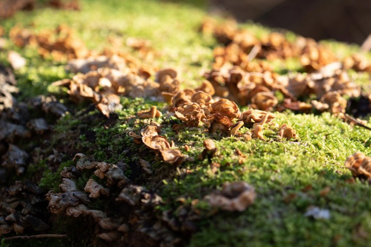Moss and fungi growing on a fallen tree in Menstrie Woods.