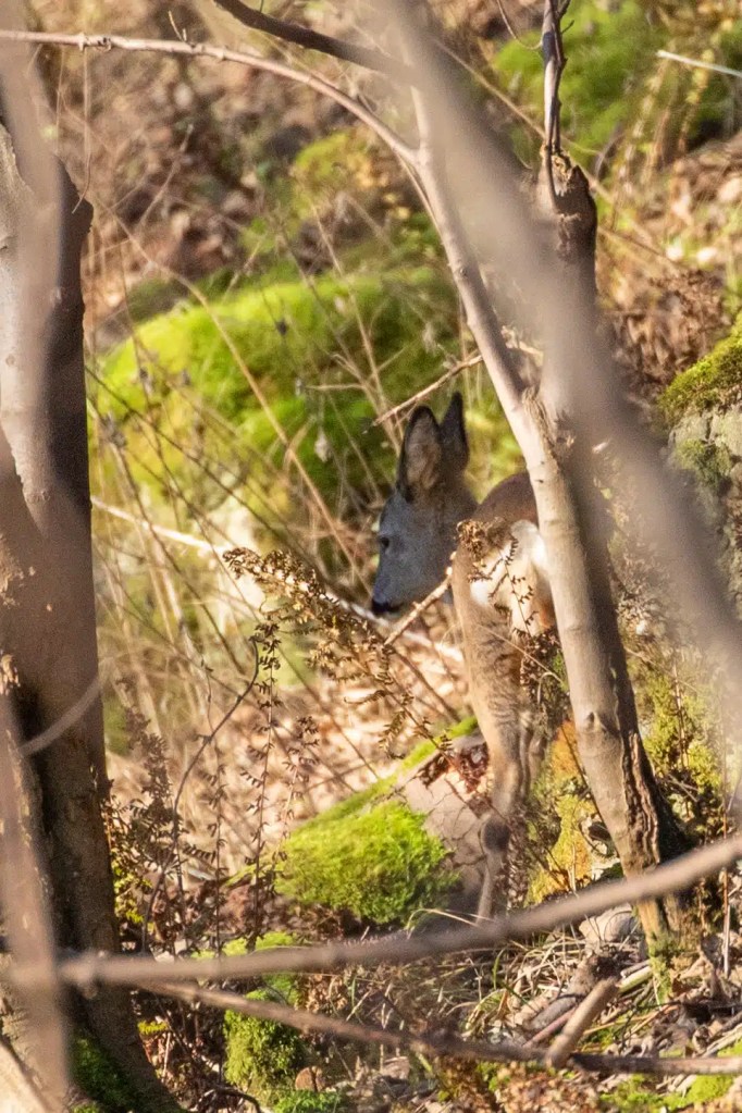 Roe deer in Menstrie Woods, partially hidden by trees and mossy rocks.