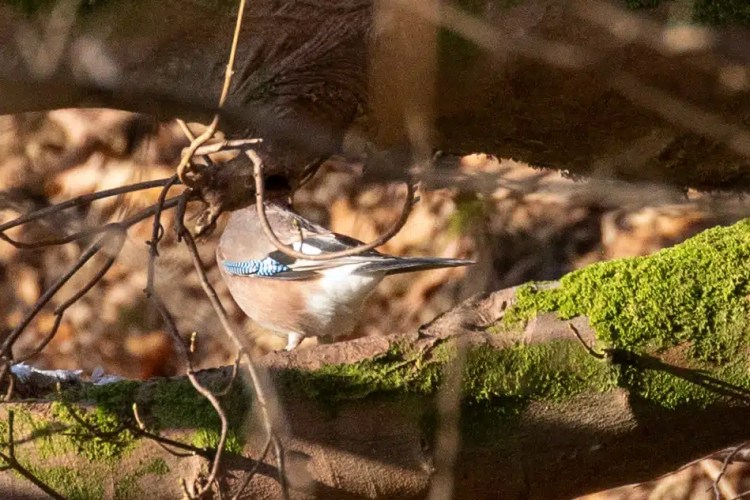 Chaffinch perched on a mossy branch in Menstrie Woods, January light.