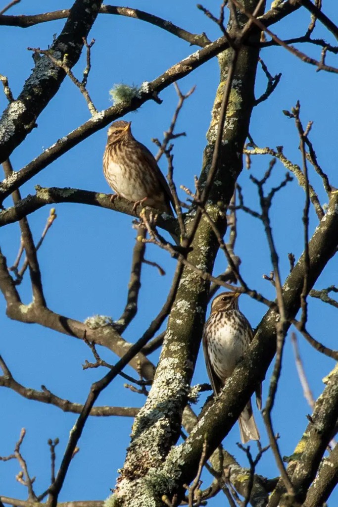 Two song thrushes perched in lichen-covered branches against a bright blue sky in Menstrie Woods.