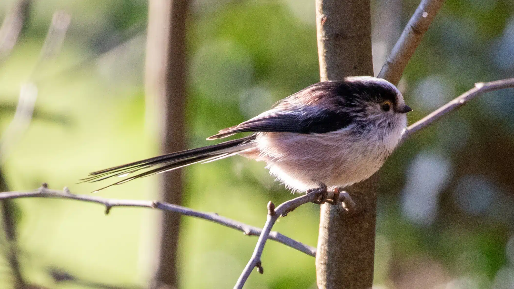 Long-tailed tit perched on a branch in Menstrie Woods.