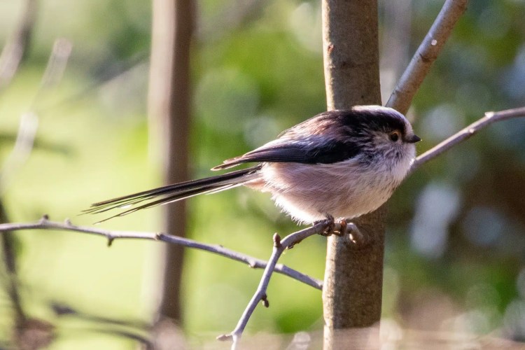 Long-tailed tit perched on a branch in Menstrie Woods.