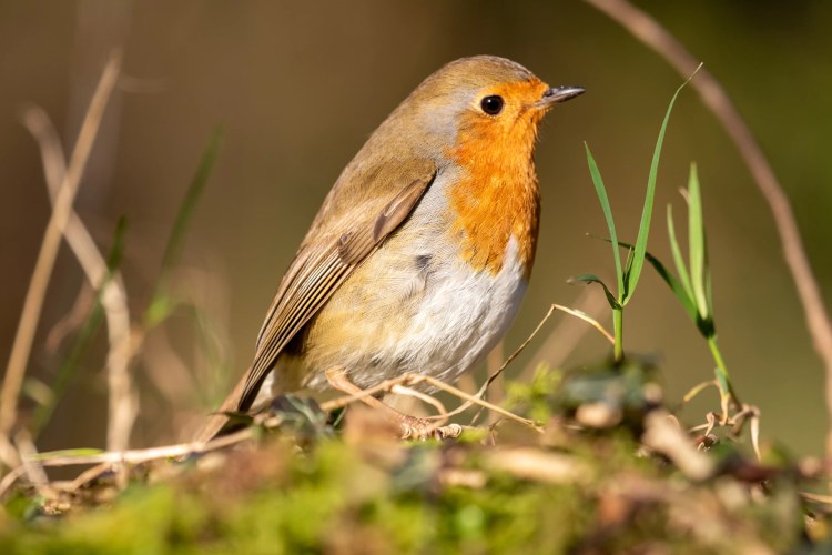 Robin perched on moss in Menstrie Woods. A charming winter scene.