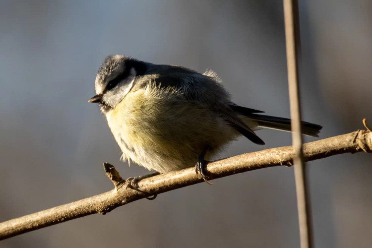 Blue tit perched on a branch in Menstrie Woods.