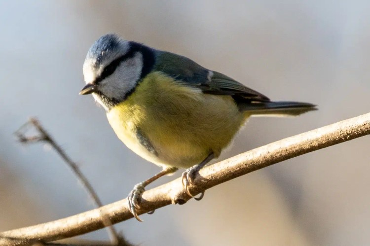 Blue tit perched on a branch in Menstrie Woods. January birdwatching scene.