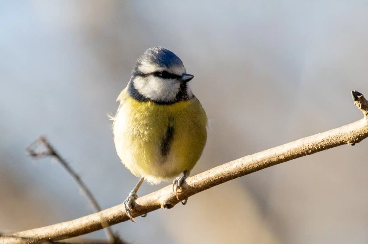 Eurasian blue tit perched on a branch in Menstrie Woods.