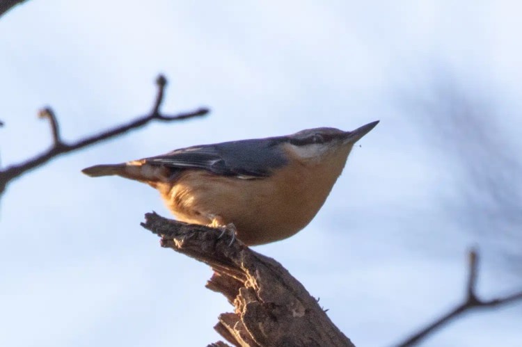 Eurasian nuthatch perched on a branch in Menstrie Woods.