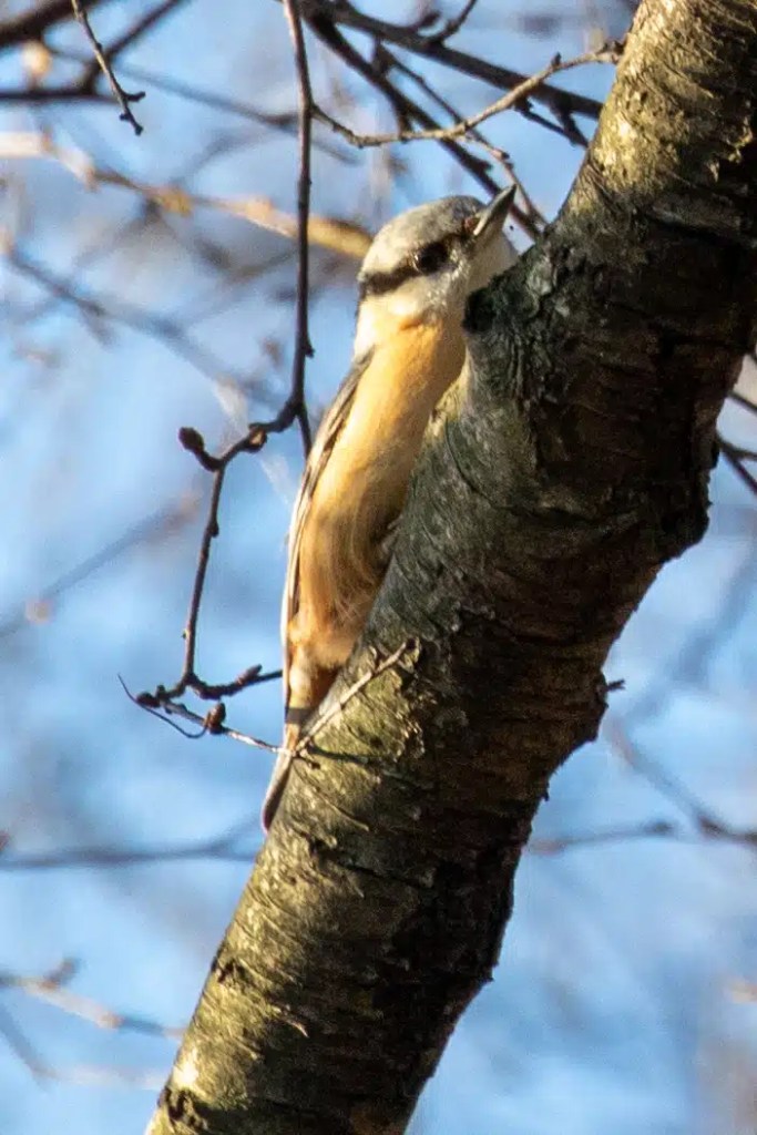 Nuthatch clinging to a tree branch in Menstrie Woods.