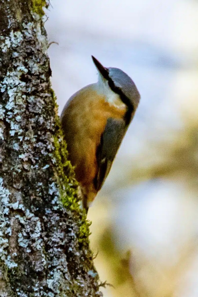 Nuthatch clinging to a mossy tree trunk in Menstrie Woods.