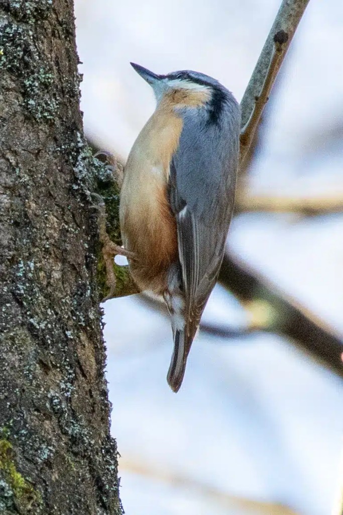 Nuthatch clinging to a tree trunk in Menstrie Woods.