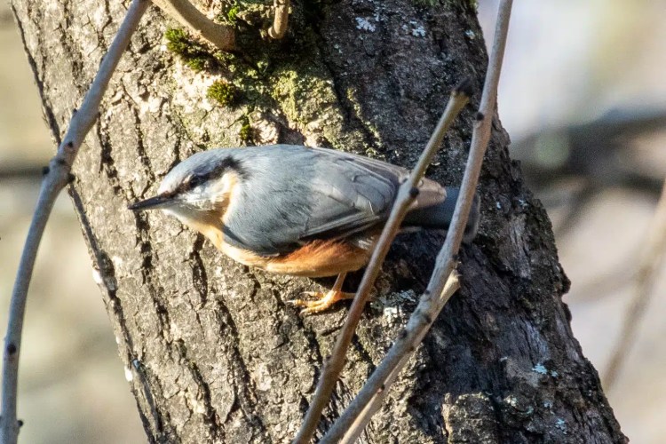 Nuthatch clinging to a tree trunk in Menstrie Woods, with moss and small branches nearby.