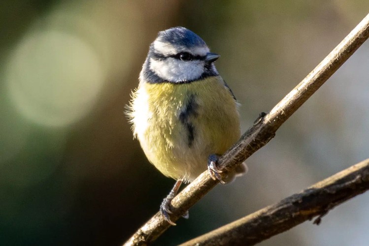 Blue tit perched on a branch in Menstrie Woods, January. Small, colorful bird with blue head and yellow body.