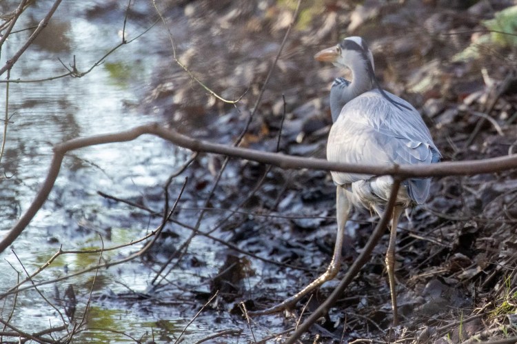 Grey heron standing by the water's edge in Menstrie Woods, winter scene.