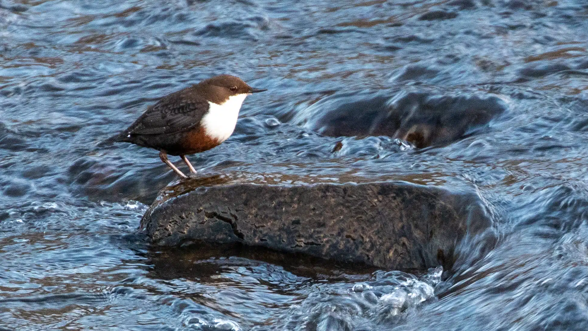 Dipper on a rock in the River Devon. The bird has a white chest and brown head.