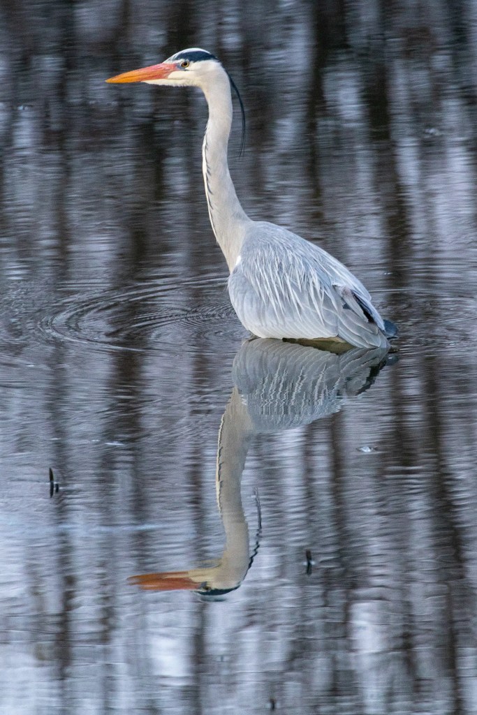 Grey heron standing in the River Devon, reflected in the water.