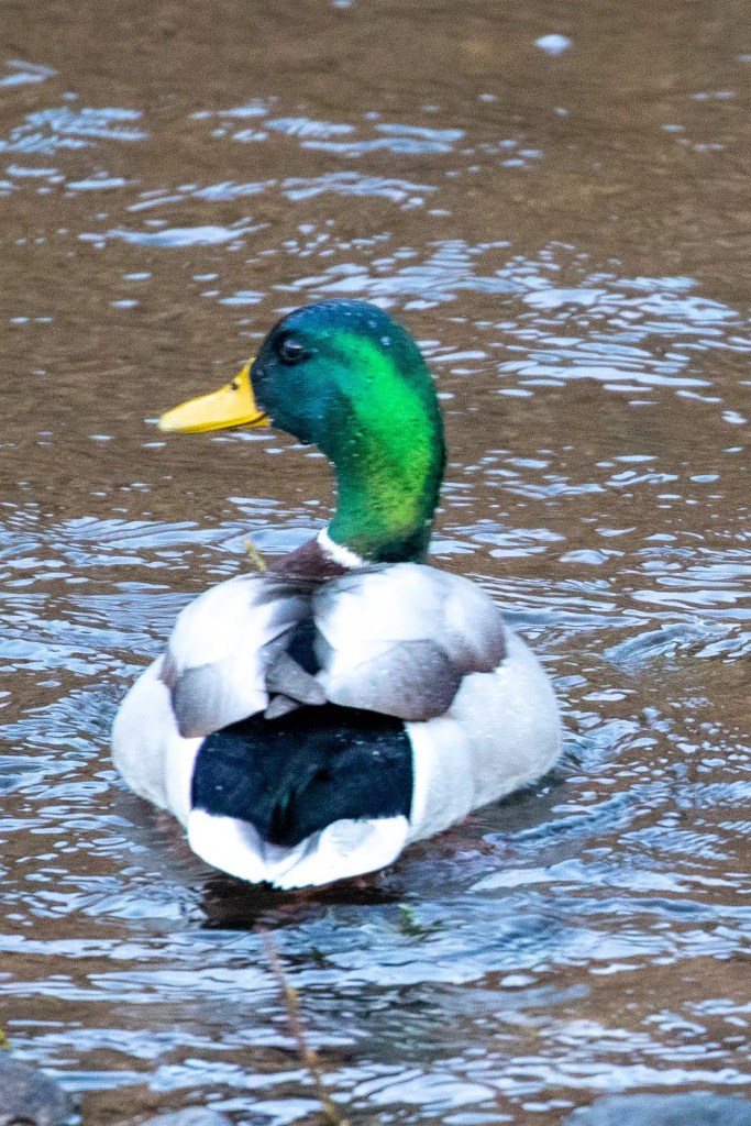 Mallard duck swimming in the River Devon, showcasing its iridescent green head and yellow bill.