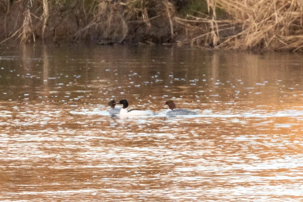 Merganser ducks swimming on the River Devon in February.