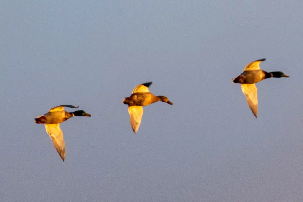 Three ducks in flight against a muted sky, possibly along the River Devon in February.