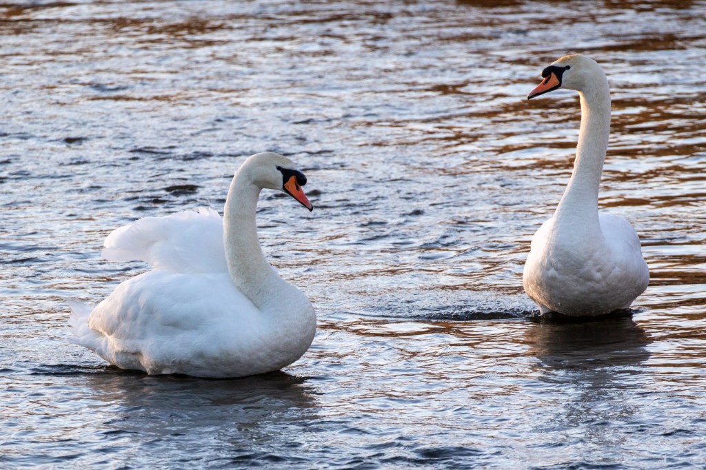Two swans on the River Devon in February. White birds with orange beaks in a natural river setting.