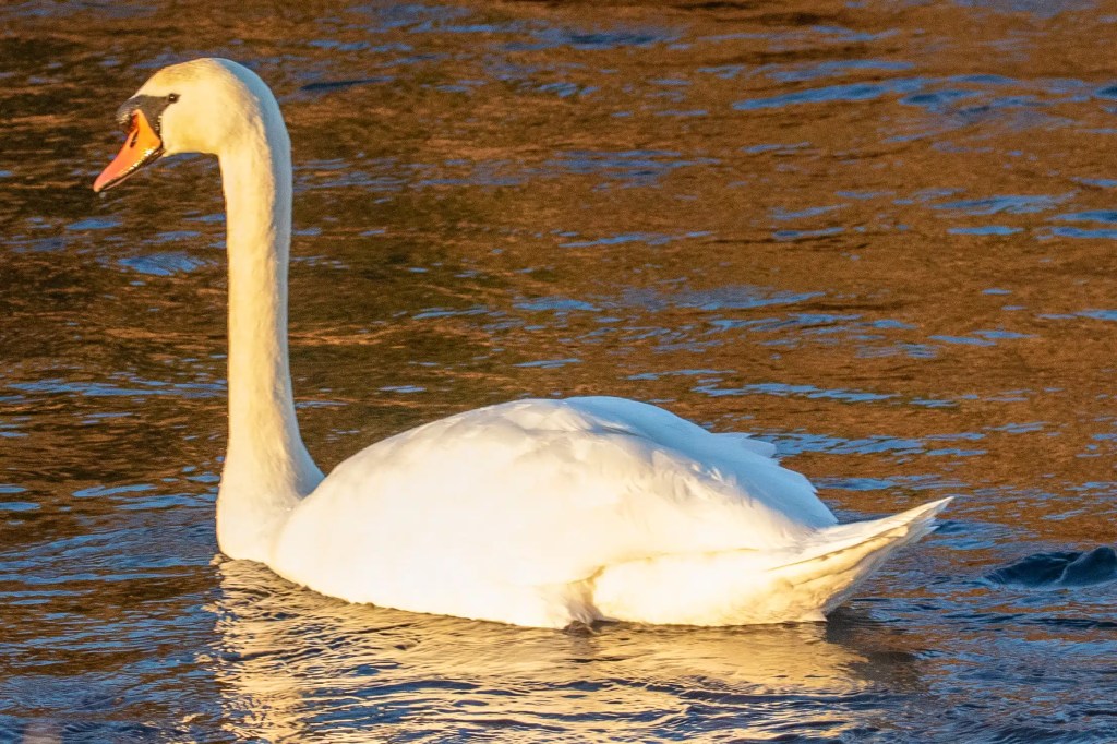 Mute swan swimming on the River Devon.