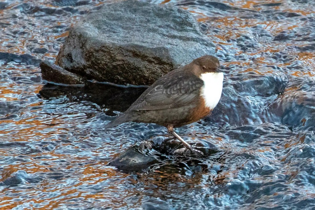 Dipper bird standing on a rock in the River Devon.